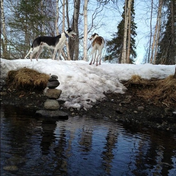 Melissa in Alaska ♥ FASTDOGS - Picture 11 of 14